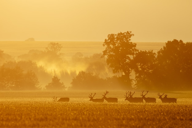 Group of multiple red deer stags walking together in the morning mist 