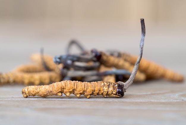 Group of mushroom cordyceps or Ophiocordyceps sinensis this is a herbs on wooden table.