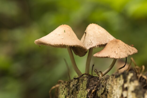 Group of mushroom growth at old timber 