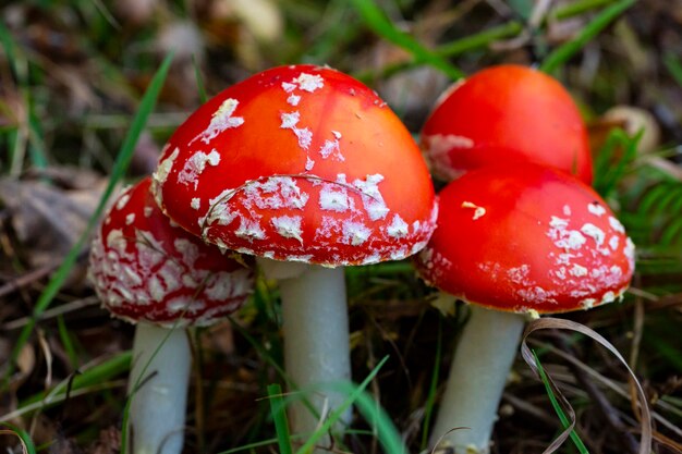 Группа грибов Amanita muscaria, красный молодой гриб растет в лесу осенью. Ядовитый галлюциногенный гриб, лечение глистов для диких животных в природе