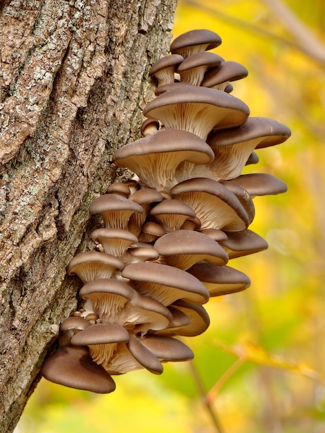 Photo a group of mushrooms are growing on a tree trunk.