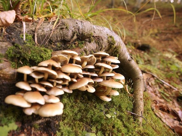 A group of mushrooms are on a tree stump.