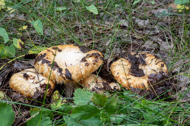 A group of mushrooms covered with earth and fallen leaves in the forest. Autumn forest mushroom picking. Searching for mushrooms in the forest