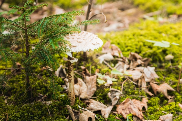 Группа грибов в лесу