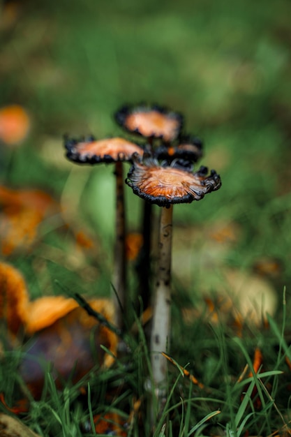 A group of mushrooms in the grass