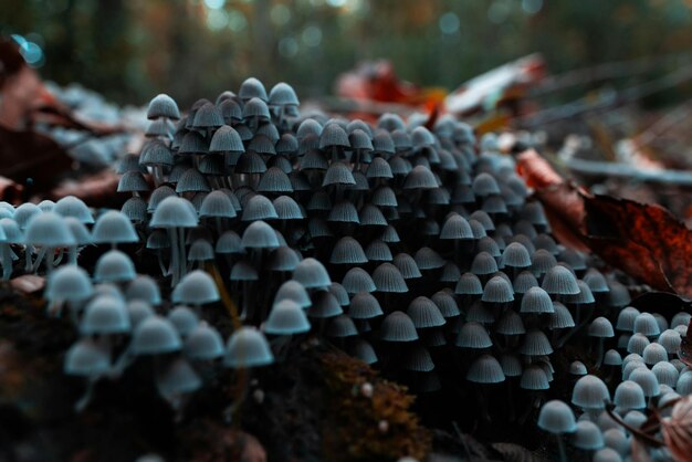 a group of mushrooms growing on a tree stump