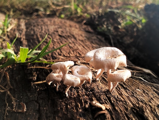 A group of mushrooms on a log