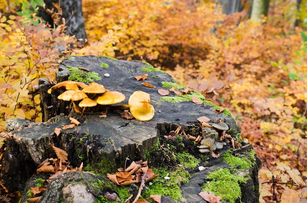 잎이 있는 아름다운 가을 숲의 그루터기에 있는 그룹 버섯 가문비나무 그루터기에 야생 버섯