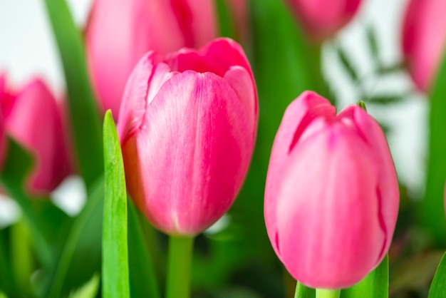 写真 美しいピンクのチューリップの花のグループ