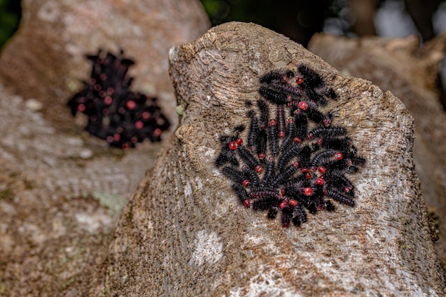 写真 幹の上のアンマロ属の黒い毛虫のグループ