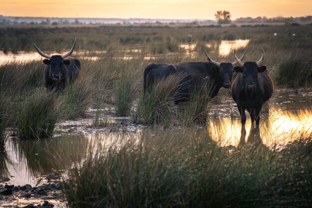 写真 フランス、カマルグの太陽の下で雄牛の群れ