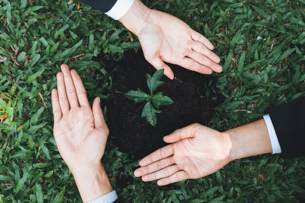 写真 ビジネスマンのグループが一緒に 植物を育て育てています