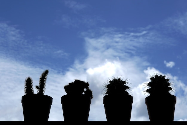 Фото Группа кактусов в подсветке на размытых облаках на фоне голубого неба