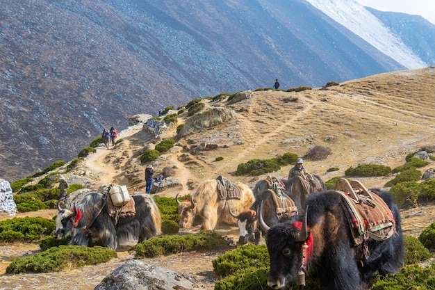 네팔의 에베레스트 베이스 캠프로 가는 길에 관광 물건을 나르는 국내 야크 캐러밴 그룹