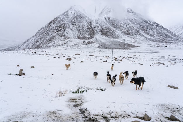 写真 インド北部のホームレス犬のグループ