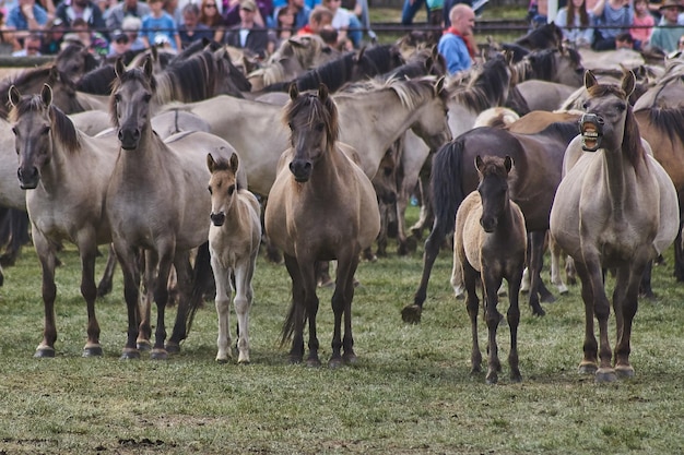 写真 フィールドの馬のグループ