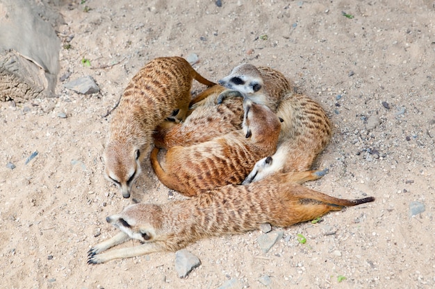 自然の動物園に横たわっているミーアキャットのグループ