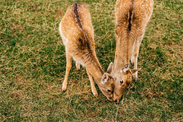 夏の屋外動物園のノロジカ野生動物のグループ。哺乳類の美しい動物の習慣。