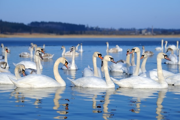 青い海を泳ぐ白鳥の群れ。コブハクチョウ