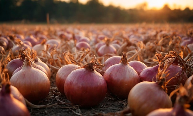 Photo group of onions in field