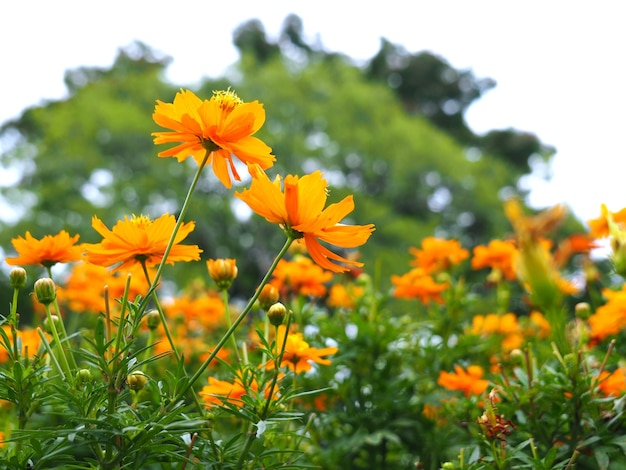 太陽の光と新鮮な花の朝の公園でオレンジ色の花のグループ