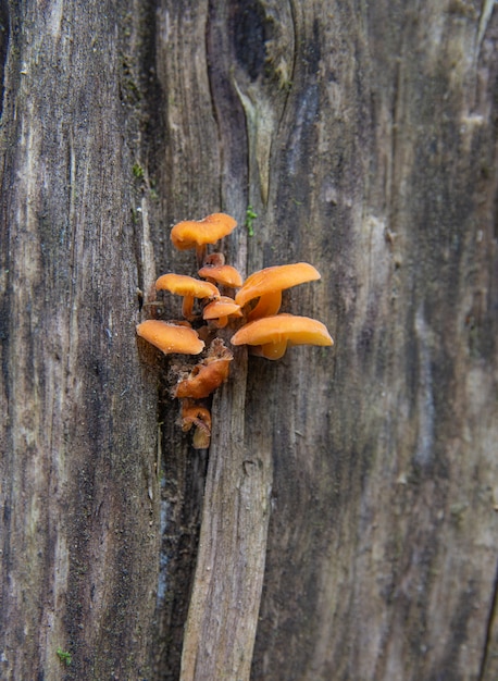 Group of orange mushrooms growing on a tree trunk in a rainforest