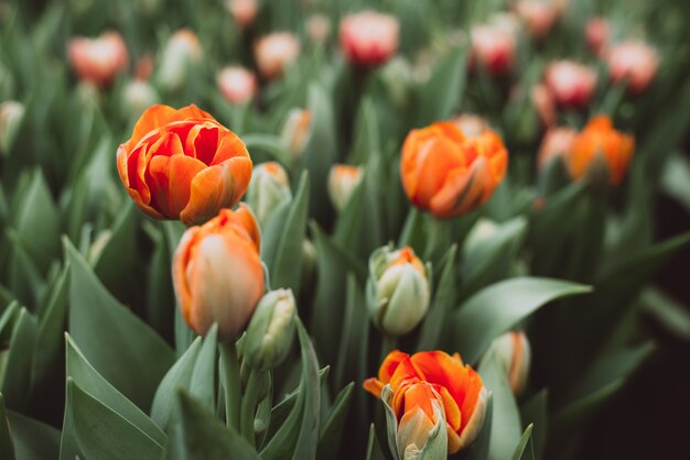 Group of orange tulips in the field