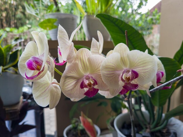 Photo a group of orchids are in a pot on a table