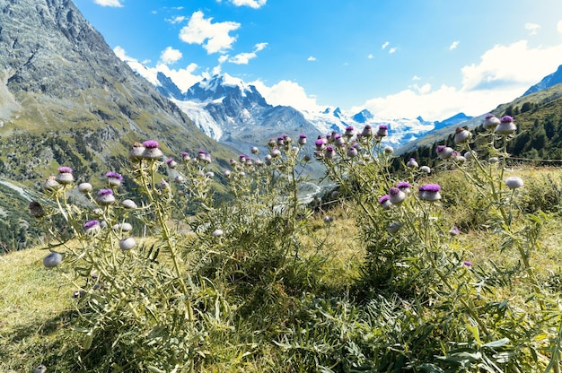 Group of outside Wild thistle in high mountains