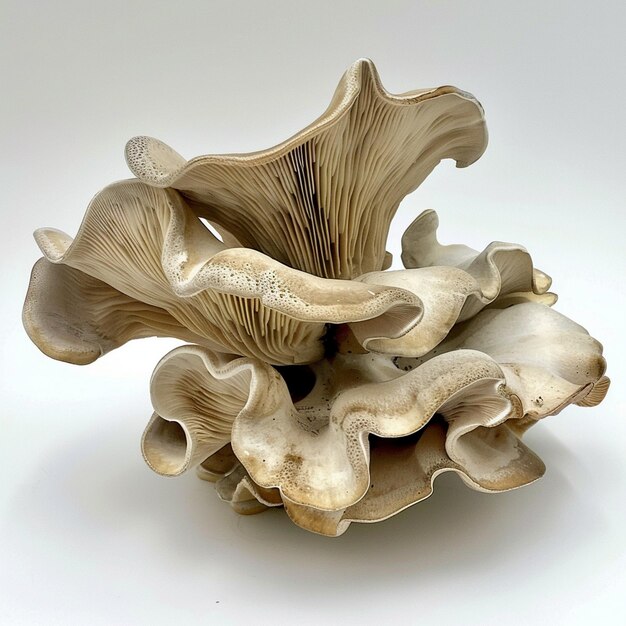 a group of Oyster mushrooms that are on a white background