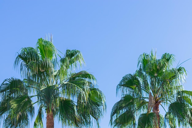 Group of palm trees against the blue sky in clear weather copy space vacation concept sea travel tropics background with palms