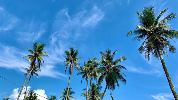 Foto un gruppo di palme con un cielo blu sullo sfondo