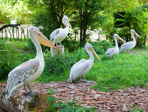 Group of pelicans in a natural zoo