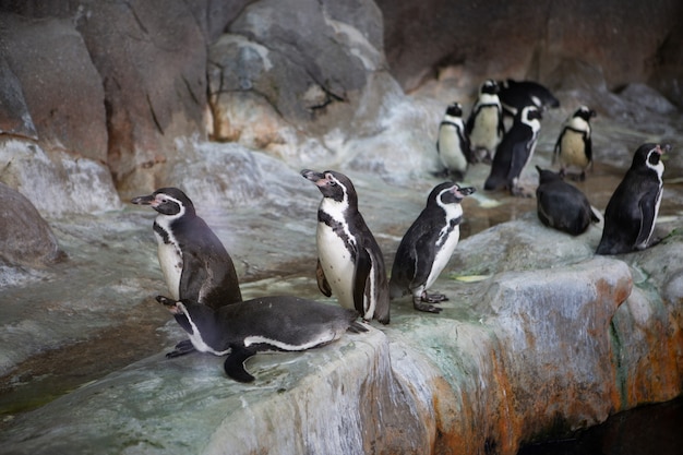 動物園の岩の上のペンギンのグループ