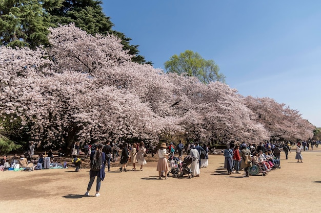 Group of people on cherry blossom tree