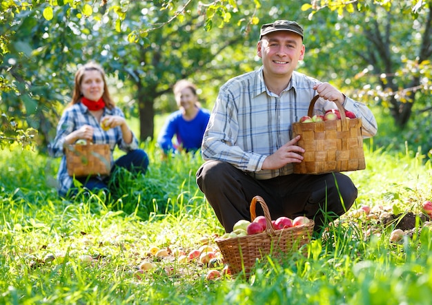 Group of people gathers apple harvest in the garden