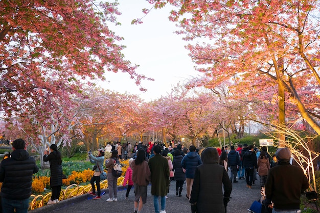 Photo group of people taking photo  and travelling to cherry blossom field in nabana no sato, nagoya, japan.