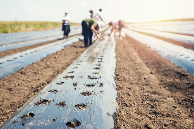 Group of people working in the field