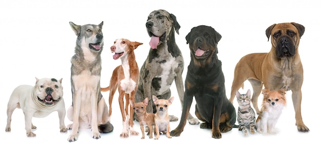 Foto gruppo di animali domestici