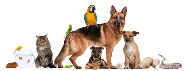 Group of pets dogs cats reptile bird isolated