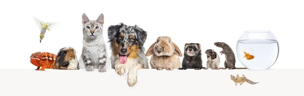 Group of pets leaning together on a empty web banner to place text Cat dog rabbit ferret rodent fish reptile bird rats