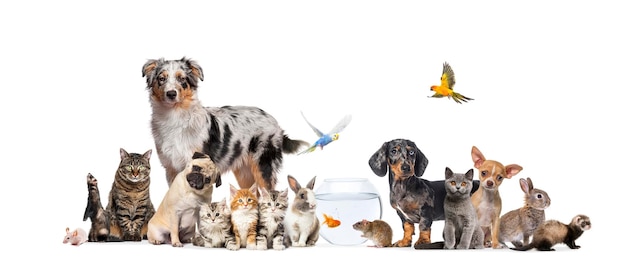 Photo group of pets posing cats and dogs dog cat ferret rabbit fish rodent bird rabbit isolated on white