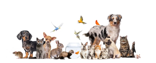 Foto gruppo di animali domestici in posa cani e gatti cane gatto furetto coniglio pesce roditore uccello coniglio isolato su bianco