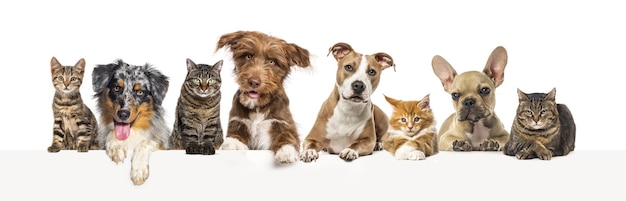 Group of pets together cats and dogs above an empty web banner to place text