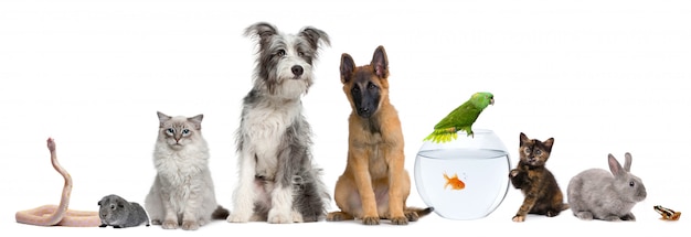 Group of pets on white background