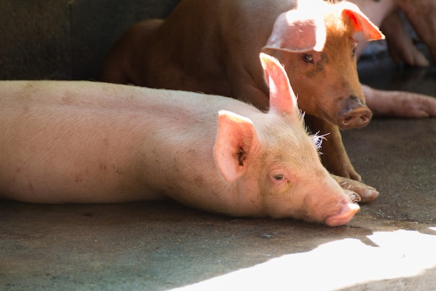 Group of pig sleeping eating in the farm.