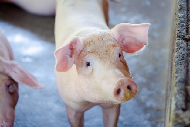 Group of pig that looks healthy in local ASEAN pig farm at livestock.