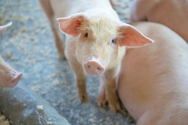 Group of pig that looks healthy in local pig farm at livestock.