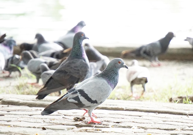 公園の鳩のグループ