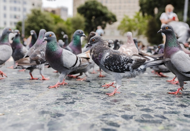 Group of pigeons gathered in the city